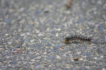 Little Friend