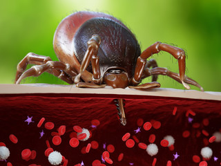 3d rendered illustration showing the sting of a tick penetrating a human artery - obrazy, fototapety, plakaty