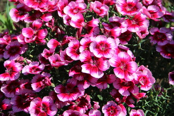 pink flowers in the garden