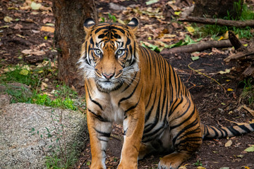 Fototapeta na wymiar Tiger Crouching amongst the trees