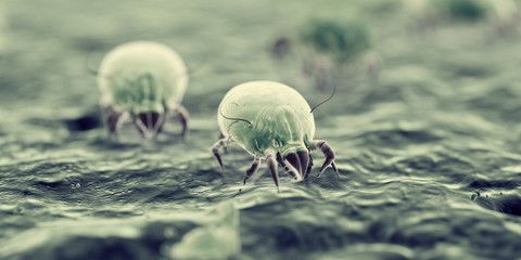 3d rendered illustration of house dust mites