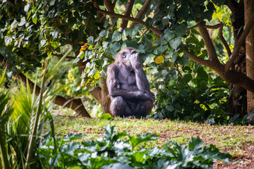 Gorilla sitting on top of a hill