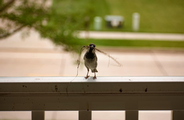 Porch Bird