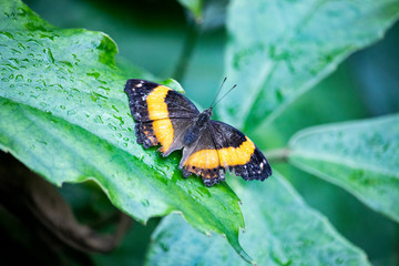 Close up of a butterfly on a leaf