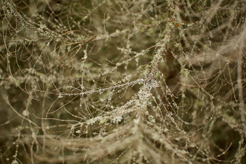 Closeup of lichen on tree