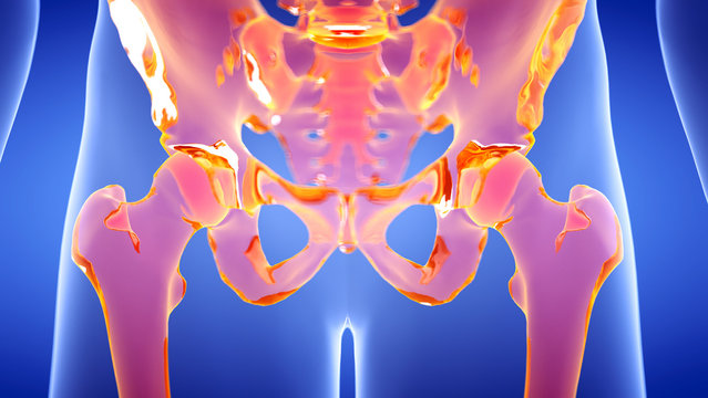 3d rendered illustration of the human, skeletal hip joints