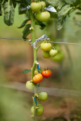 Ripening tomatoes in the greenhouse