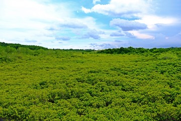 Beautiful Mangrove forest with blue sky and white cloud,Tung Prongthong at Ban Pak Nam Krasae Nature Preserve and Forest, Klaeng district, Rayong Province, Thailand.