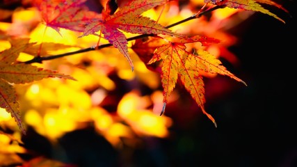 maple leaves in autumn