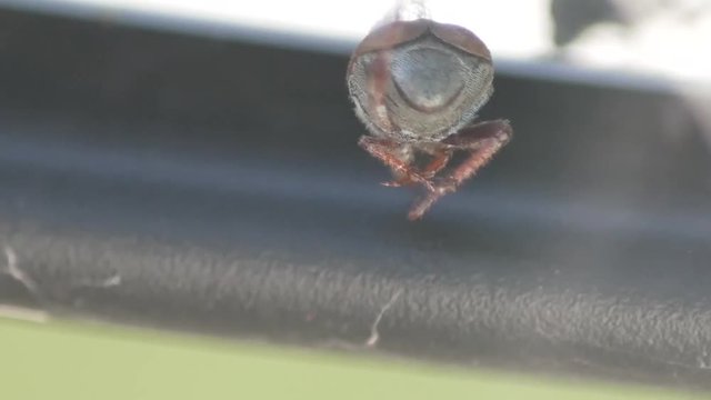 The Beatle was stuck inside a web