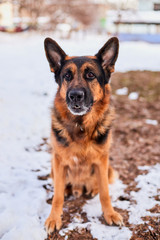 Dog German Shepherd in a city in a winter