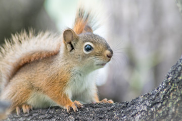 close up photo of squirrel calm and silent sitting on a tree branch