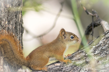 Naklejka na ściany i meble close up photo of squirrel calm and silent sitting on a tree branch