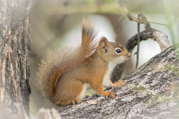 Naklejka na ściany i meble close up photo of squirrel calm and silent sitting on a tree branch