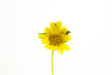 Naklejka premium Flowers on the background