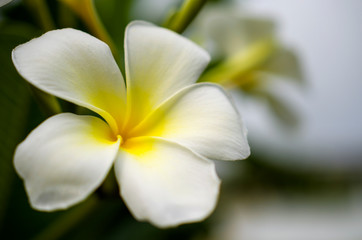 Fototapeta na wymiar White plumeria flowers in the morning of the new day