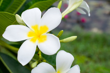 Obraz na płótnie Canvas White plumeria flowers in the morning of the new day