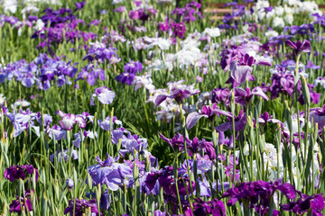 Naklejka premium 菖蒲 堀切菖蒲園 東京都葛飾区