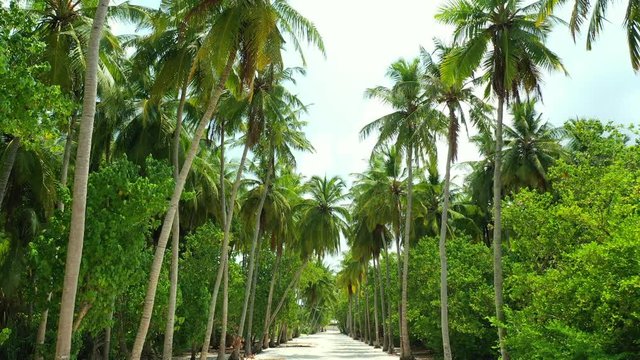 drone dolly out shot of palm tree plantation. Palms used in industry as vegetable oil or Biofuel