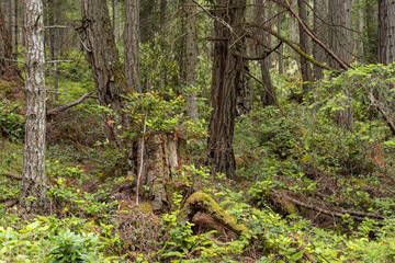 old forest with dense trees and green moss covered tree trunks on the ground