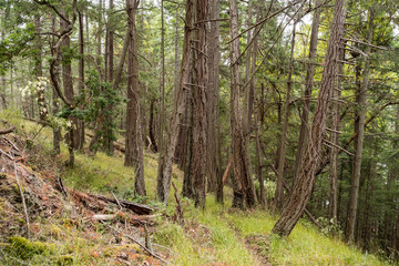 a narrow trail passing through the dense forest with tree trunks with rough surface standing all over on both sides