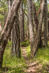 narrow trail run through forest with some tall trees with straight and rough trunks 
