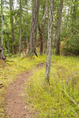 narrow trail inside forest with green grass and trees on both sides