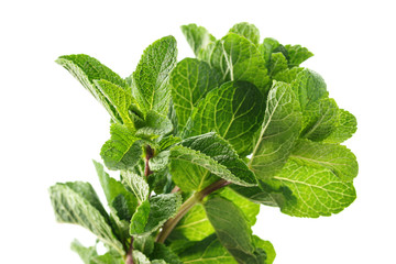 Fresh mint leaves isolated on white. Peppermint or spearmint.