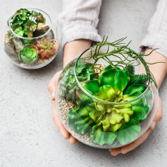 Woman's hands holding mini succulent garden in glass florarium