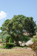Fototapeta na wymiar Irwin Mango Tree With Fruits