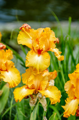 Yellow Iris Blossoms in Spring
