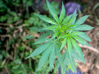 Naklejka na ściany i meble Wild growth of cannabis under the fence of a house.