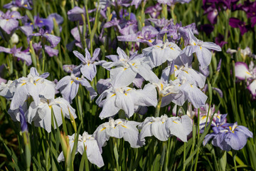 Fototapeta premium 菖蒲 堀切菖蒲園 東京都葛飾区