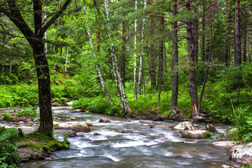 mountain river in the forest