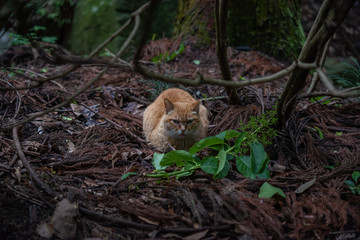 森の中の猫