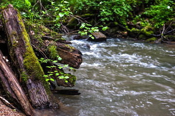 Fototapeta premium mountain river in the forest