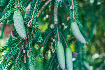 fir tree branch with cones