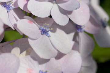 あじさい　堀切菖蒲園　東京都葛飾区