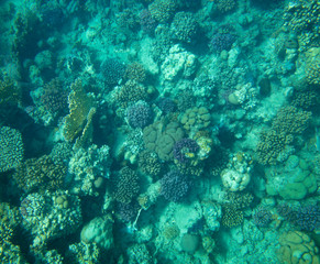 sea fish near coral, underwater