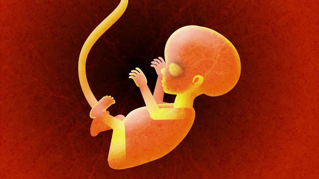 Humanoid baby fetus embryo moves gently inside a mother's womb