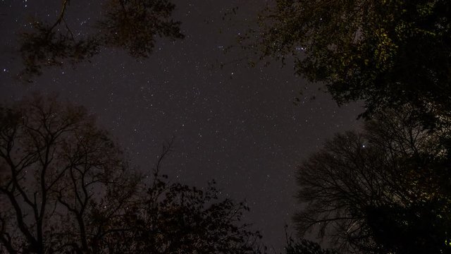 Timelapse stars behind silhouetted tree.