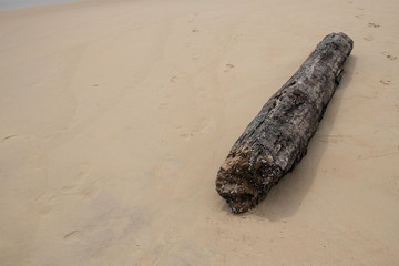 Decayed Timber on beautiful beach background.