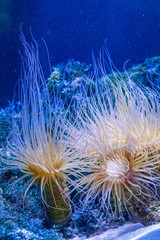 Cerianthus sea anemone sheltering mysid shrimps