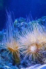 Fotobehang Donkerblauw Cerianthus zeeanemoon die mysid-garnalen beschermt