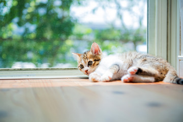 陽だまりの仔猫