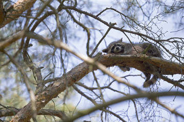 An invasive North American raccoon (Procyon lotor) sleeping on a branch in a German forest in the...