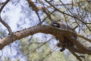 An invasive North American raccoon (Procyon lotor) sleeping on a branch in a German forest in the...