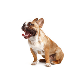 young french bulldog sitting on a white background.