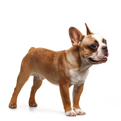young french bulldog sitting on a white background.