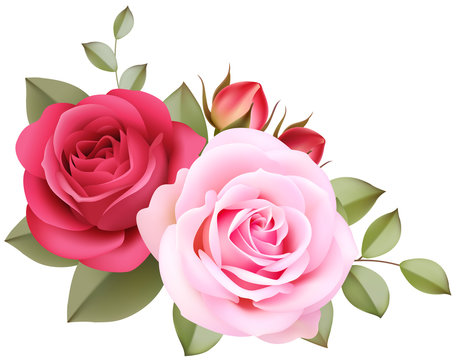 Decorative vintage roses on the corner of page. Pink flowers isolated on white backgound. Vector illustration